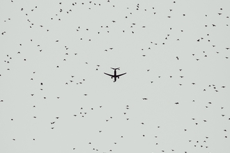 Birds and plane