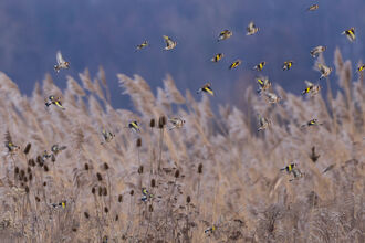 Charm of goldfinches
