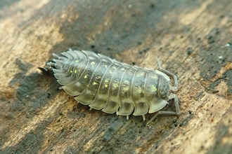 Common shiny woodlouse