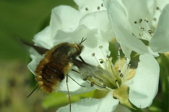 Dark edged bee-fly