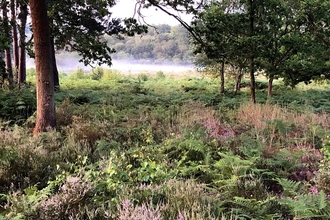 Wildmoor Heath by Roger Stace
