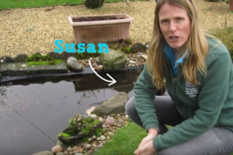 Winter pond dipping