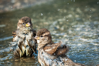 Sparrows in bird bath 