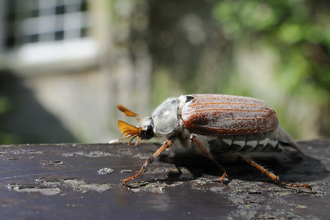 Cockchafer beetle