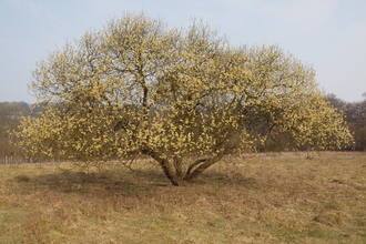 Sallow tree