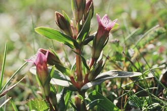 Early gentian