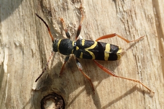 Wasp beetle