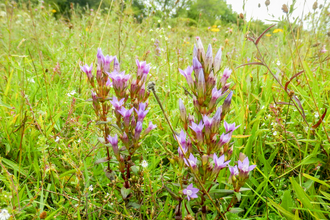 Chiltern gentian flowers at BBOWT's Dancersend nature reserve near Aylesbury. Picture: Mick Jones