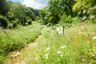 Crong Meadow at BBOWT's Dancersend nature reserve near Aylesbury. Picture: Mick Jones