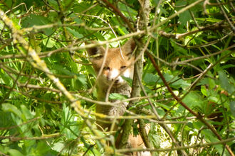 A fox cub at BBOWT's Dancersend nature reserve near Aylesbury. Picture: Mick Jones