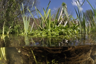 View of a pond at water level