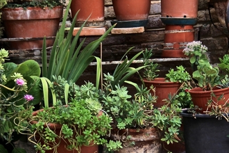 Plants on a patio with a chair