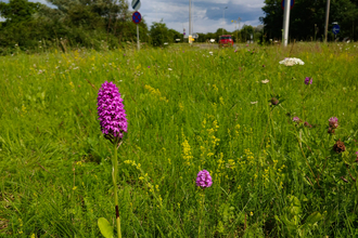 Pyramidal orchids on the A340/A4 roundabout in West Berkshire. Picture: Simon Claybourn