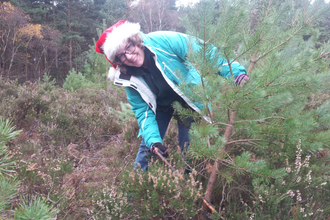 A person cutting down a Christmas tree