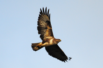 Buzzard 