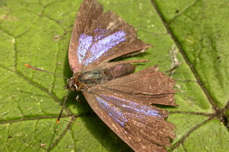 A purple hairstreak butterfly. Picture: Philip Precey