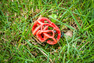 A stinkhorn fungus that sprouted in the Caversham garden of Terry Driscoll in July 2021. Picture: Tony Hayward