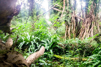 Ferns thriving at Hook Norton Cutting nature reserve in West Oxfordshire. Picture: Pete Hughes
