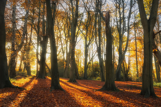 Beech trees in an autumn woodland. Picture: Andy Bartlett
