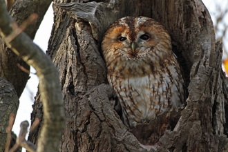 Tawny owl