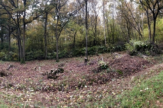 Woodland scallop