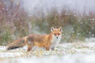 Fox in snow