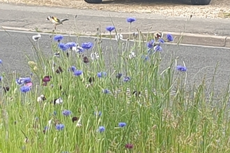 Goldfinch on cornflowers