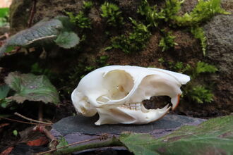 Grey squirrel skull