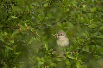 A whitethroat (sylvia communis) perched in a hedgerow with food for its young at Hope Farm, Cambridgeshire. Picture: Andrew Parkinson/ 2020Vision