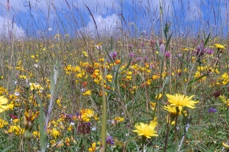 View across a meadow from Dancersend