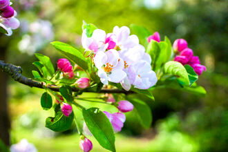 Crab apple blossom. Picture: Ian Kirk/ Wikimedia Commons