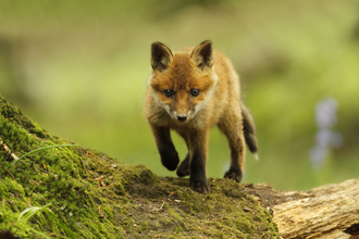 Fox cub