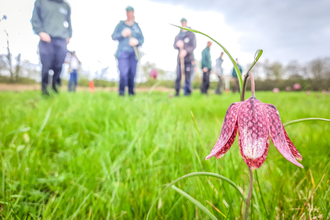 The 2022 BBOWT snake's-head fritillary count at Iffley Meadows in Oxford. Picture: Pete Hughes