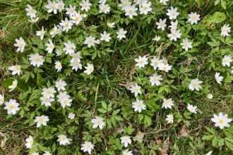 Wood anemones