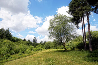 BBOWT's Warburg Nature Reserve near Henley at the height of summer. Picture: Ric Mellis