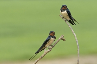 Two barn swallows perching on the branches of a fallen tree