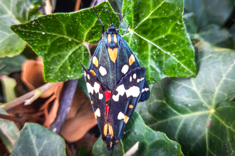 A mating pair of scarlet tiger moths. Picture: Pete Hughes