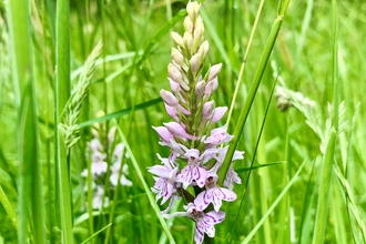 Common spotted orchid