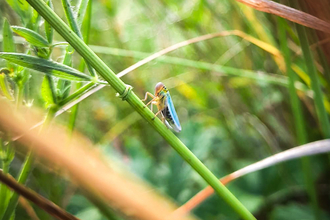 A green leafhopper (cicadella viridis) in an Oxfordshire meadow. Picture: Pete Hughes