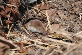 Common shrew