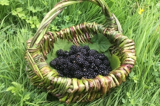 A basket made from brambles holding blackberries