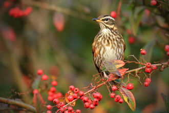 A redwing perched on a branch of red berries