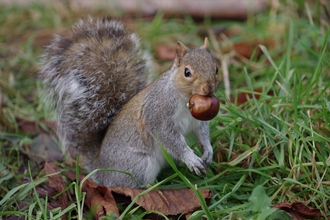 Grey squirrel with nut in autumn. Picture: Gillian Day