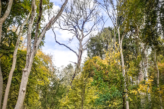 Ash trees affected by dieback at Warburg Nature Reserve. Picture: Debbie Lewis