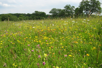 Bernwood Meadows by Wendy Tobitt