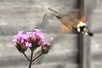 A hummingbird hawk-moth by Hayden Denham - runner-up in the children's category in the BBOWT Photography Competition 2022.