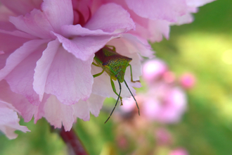 A shield bug emerging from a flower on an ornamental cherry tree by eight-year-old Roly Lewis - winner of the children's category in the BBOWT Photography Competition 2022.