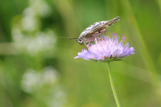 A marbled white butterfly perched on a scabious flower by Lucy Colston - runner-up in the teenagers category in the BBOWT Photography Competition 2022.