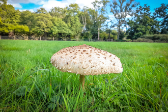 A parasol mushroom at BBOWT's Moor Copse nature reserve. Picture: Tom Hayward