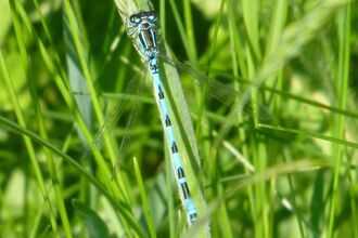 Southern damselfly. Picture: Anne Jackson
